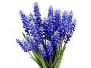 image фото Muscari blue - гиацинт оптом купить цветы и растения из Голландии, Германии, Италии, Испании, Дании, Эквадора, Колумбии, Азии, Африки, Израиля, Китая, Тайланда, Тайваня с доставкой по Украине в: Киев, Львов, Черкассы, Кировоград, Полтава, Ровно, Днепропетровск, Запорожье, Харьков, Кривой Рог, Днепр, Одесса, Николаев, Херсон, Умань, Кропивницкий